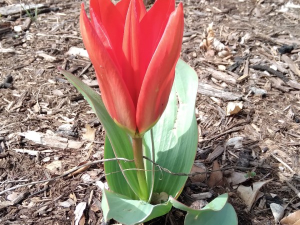 Tulip in bloom