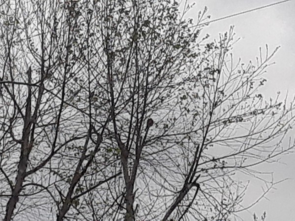 American Robin in treetop