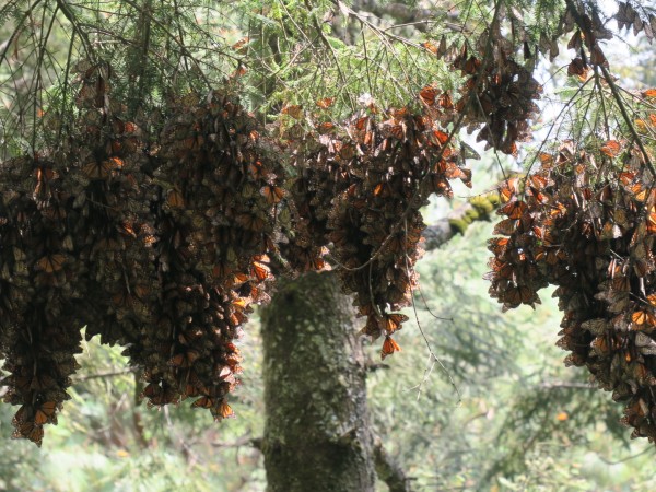 remaining monarch roost hanging from trees