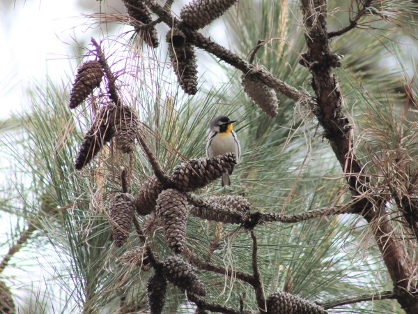 bird in pine tree