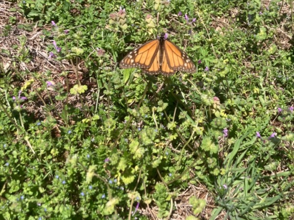 monarch near ground
