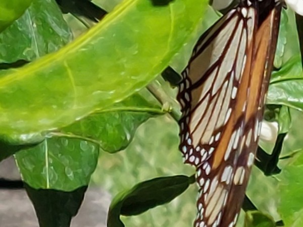 monarch on fruit tree