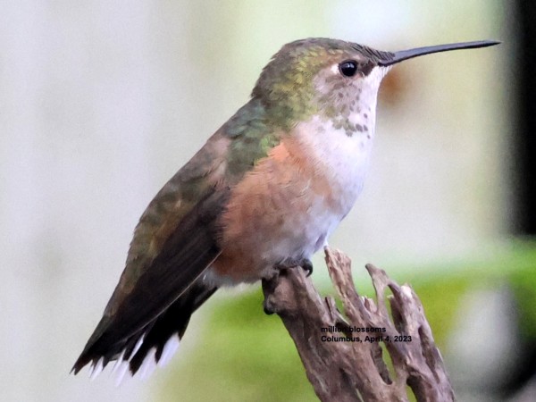 Rufous hummingbird on branch