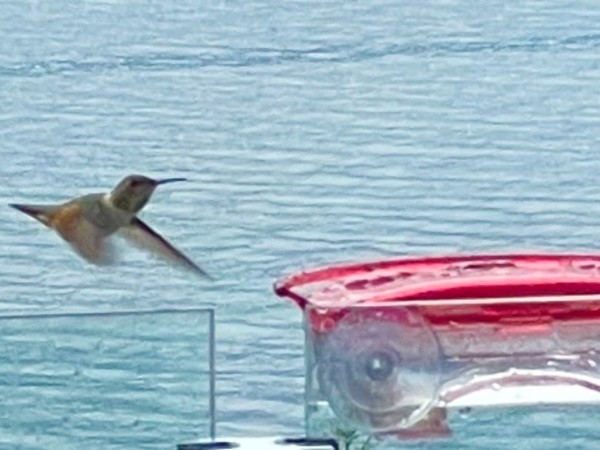 Rufous hummingbird at a bird feeder 