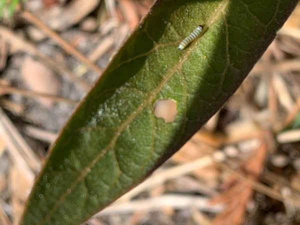 monarch larvae on leaf