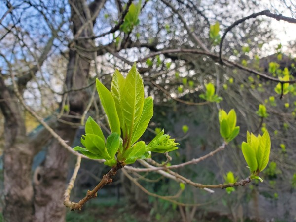 Fringe Tree leafing out