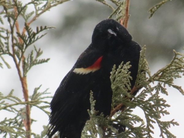 Red-winged Blackbird perched in cedar hedge