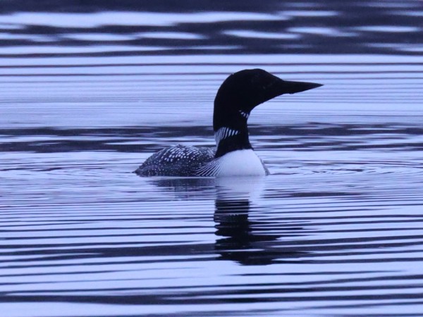 Common Loon in lake