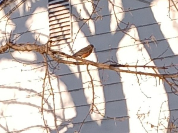 Robin with twigs in beak