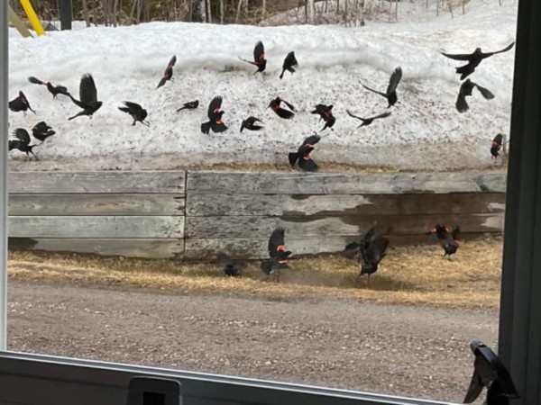 Many Red-winged blackbirds flying near ground
