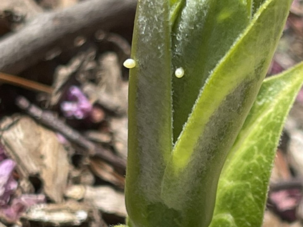 Monarch eggs on milkweed sprouts