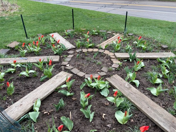 tulips blooming in school garden