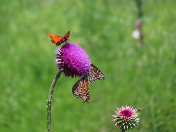 Butterflies on purple thistle flower