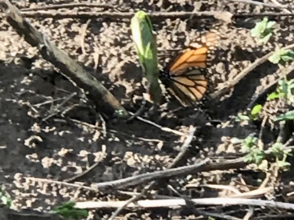Monarch laying eggs on emerging milkweed