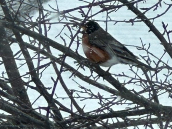 Robin in tree