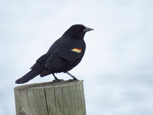 Red-winged Blackbird perched on post