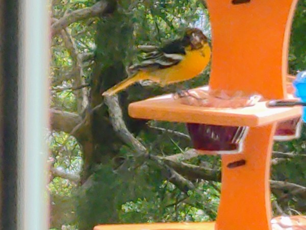Baltimore Oriole perched at feeder