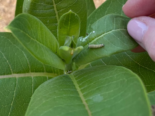 larva on milkweed
