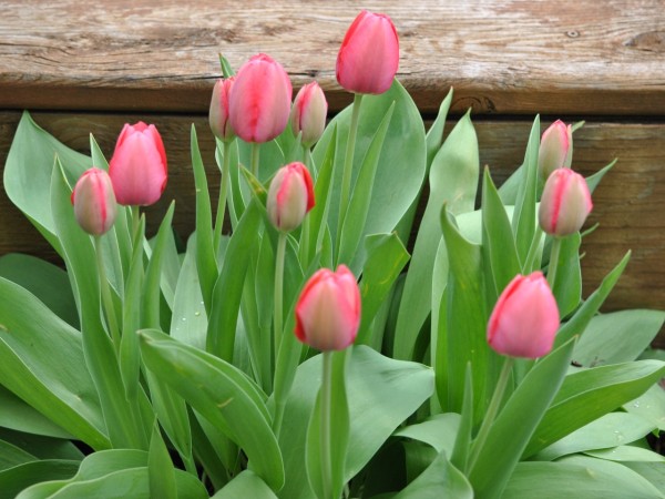 tulips blooming