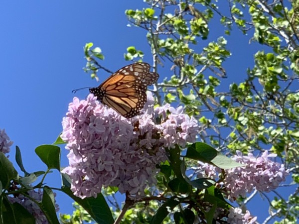 monarch on lilac