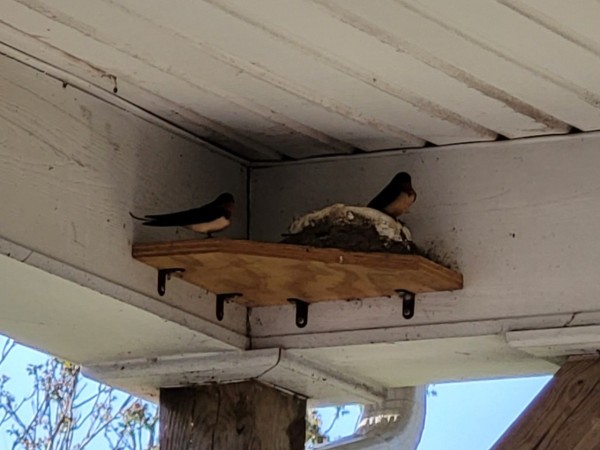 Barn Swallows in last year's nest