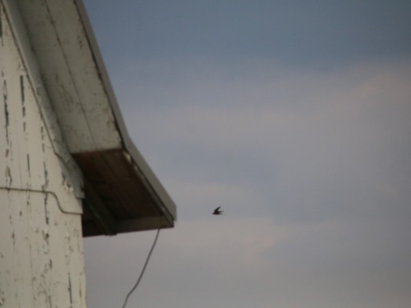Barn Swallow flying by barn