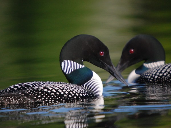 two loons swimning