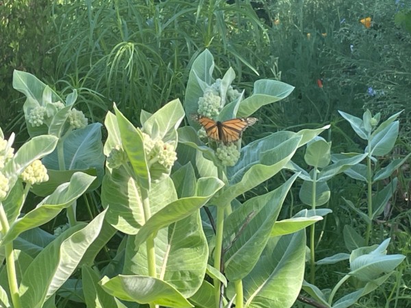 monarch on showy milkweed