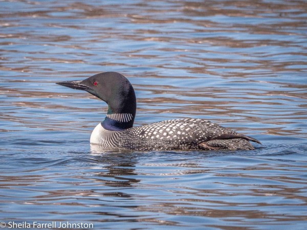 Common Loon in lake