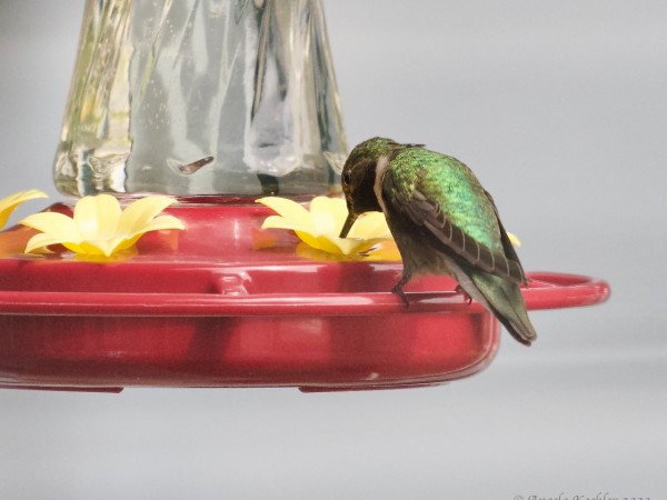 Broad-tailed hummingbird at feeder