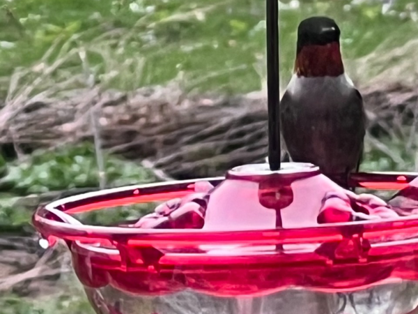 Ruby-throated hummingbird at feeder