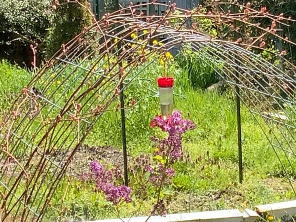 Ruby-throated hummingbird at lilac and feeder