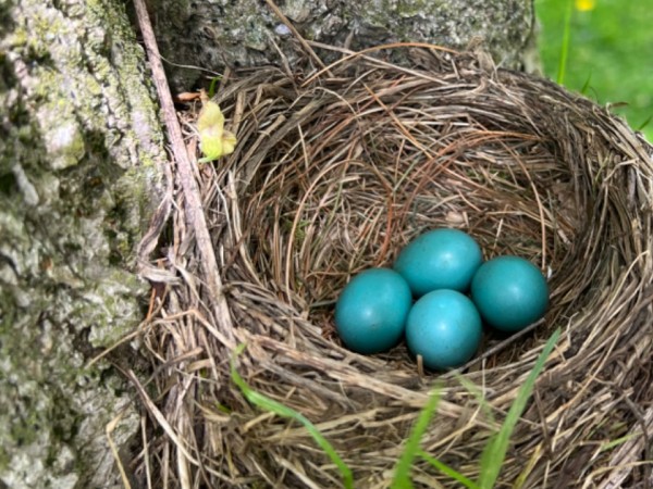 four Robin eggs in nest