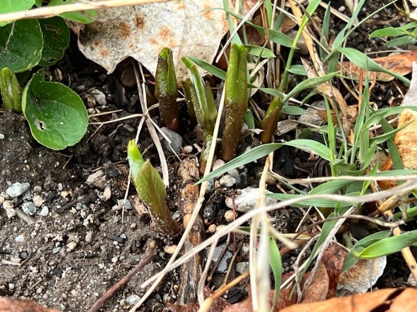 Showy milkweed in pollinator garden