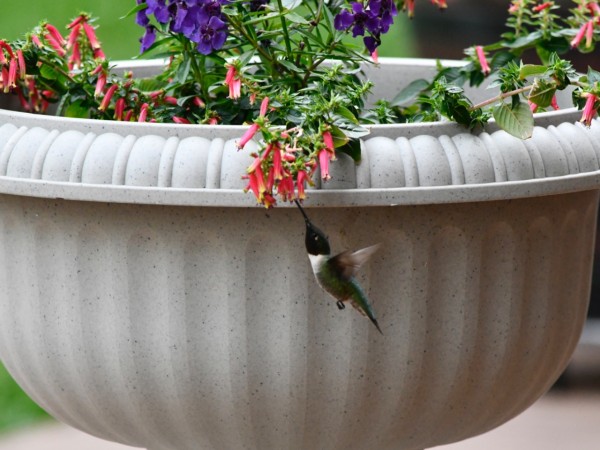 Ruby-throated hummingbird nectaring at flower