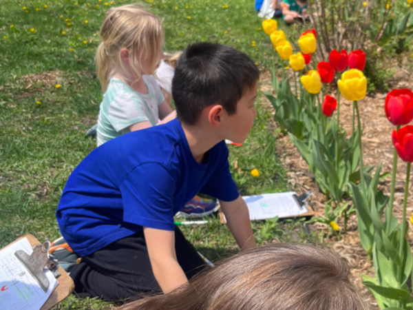 Students observing tulip blooms