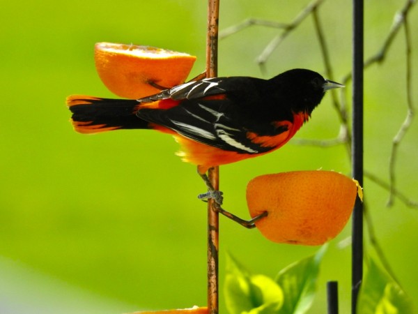 Baltimore Oriole by oranges