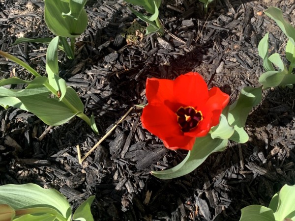 red tulips blooming from ground