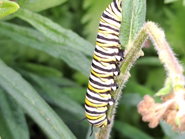 Monarch larva