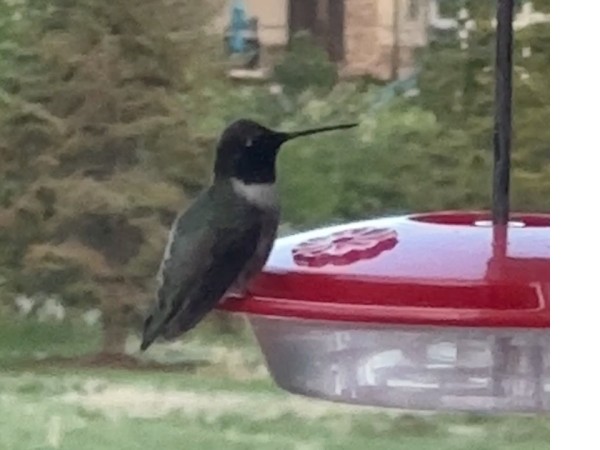 Black-chinned Hummingbird at feeder