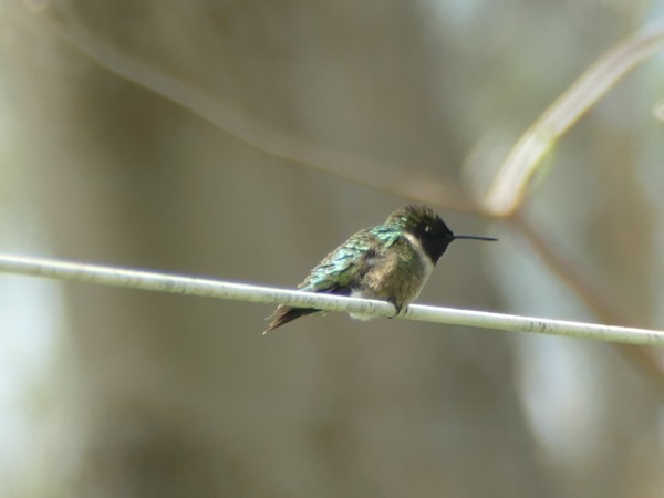 Ruby-throated hummingbird perched