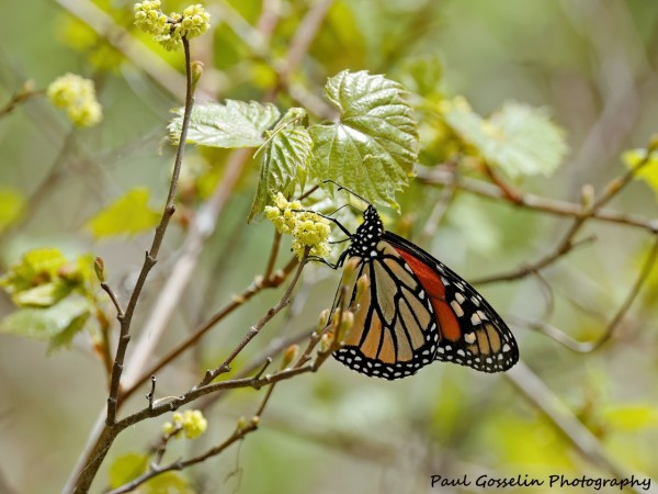 Monarch butterfly on tree flowers