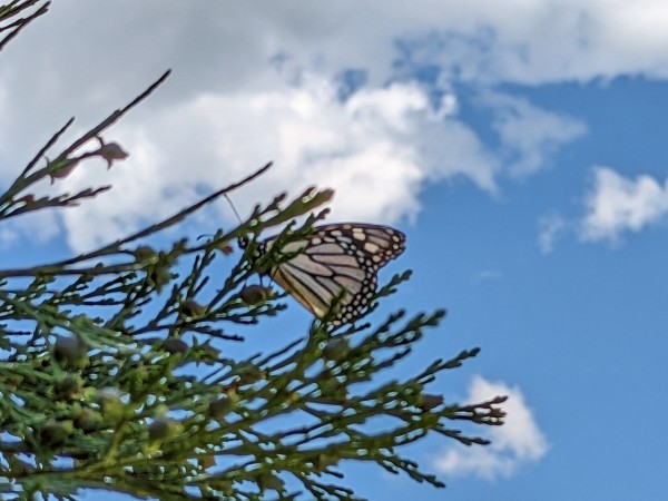 Monarch on branch