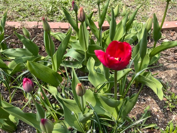 Red tulip bloom in garden
