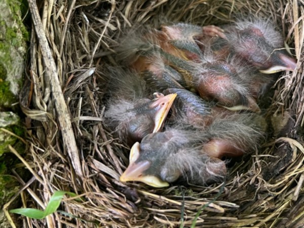 Baby Robins in nest