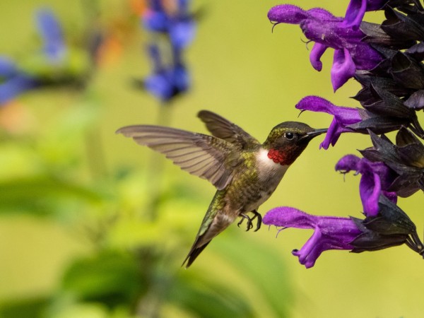 Ruby-throated hummingbird nectaring at purple Salvia
