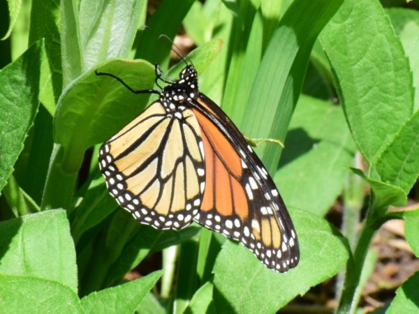 Monarch laying eggs