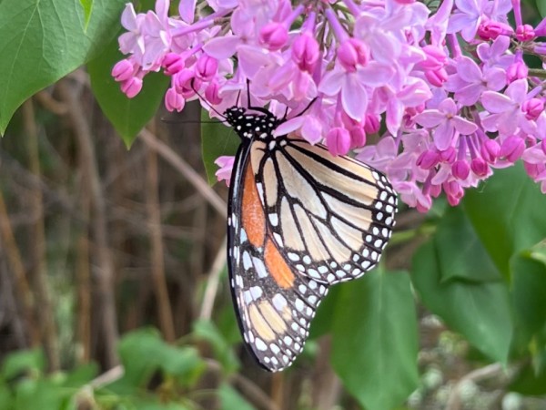 Monarch on lilac