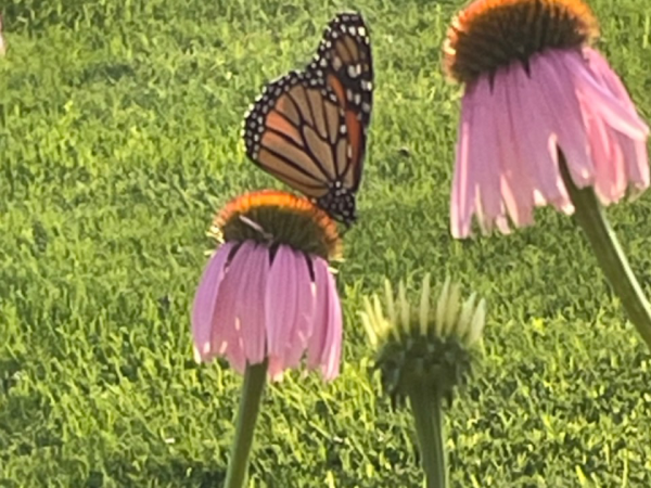 Monarch on coneflower