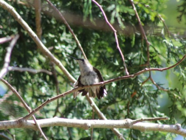 Hummingbird perched in tree